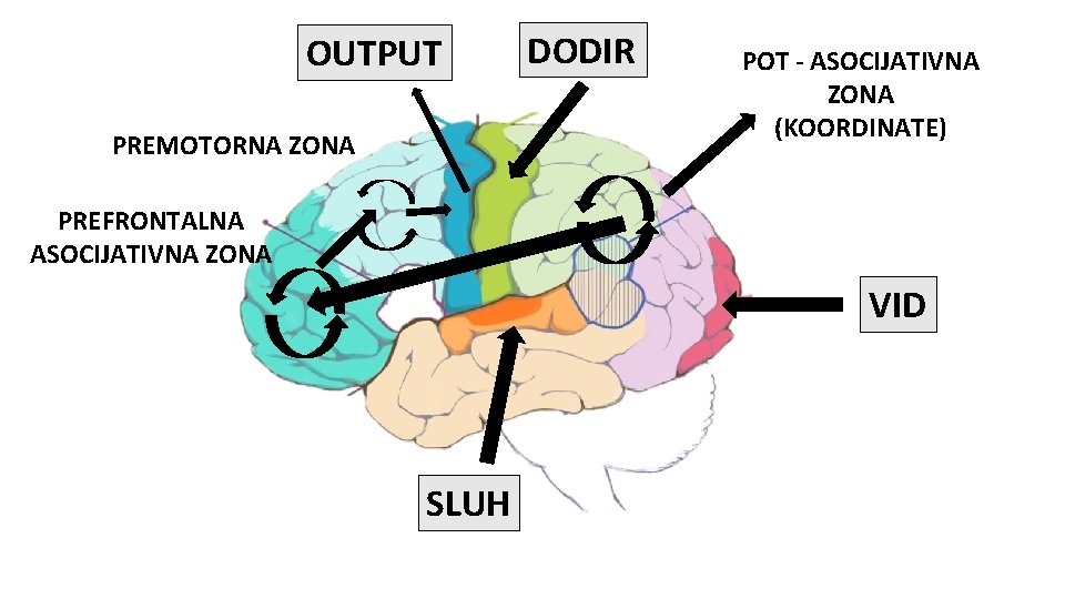 OUTPUT PREMOTORNA ZONA DODIR POT - ASOCIJATIVNA ZONA (KOORDINATE) PREFRONTALNA ASOCIJATIVNA ZONA VID SLUH