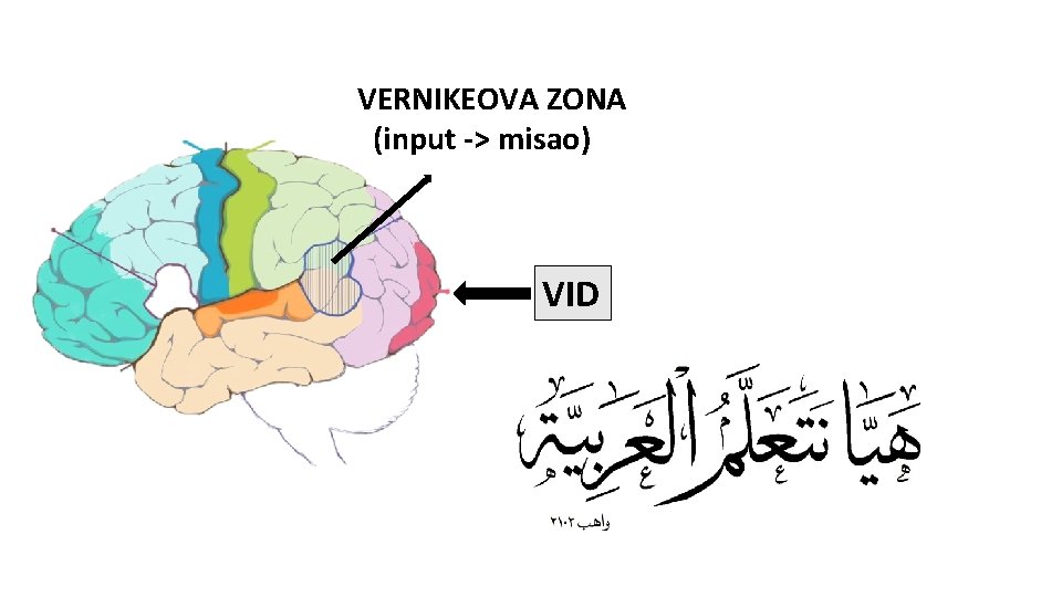 VERNIKEOVA ZONA (input -> misao) VID 