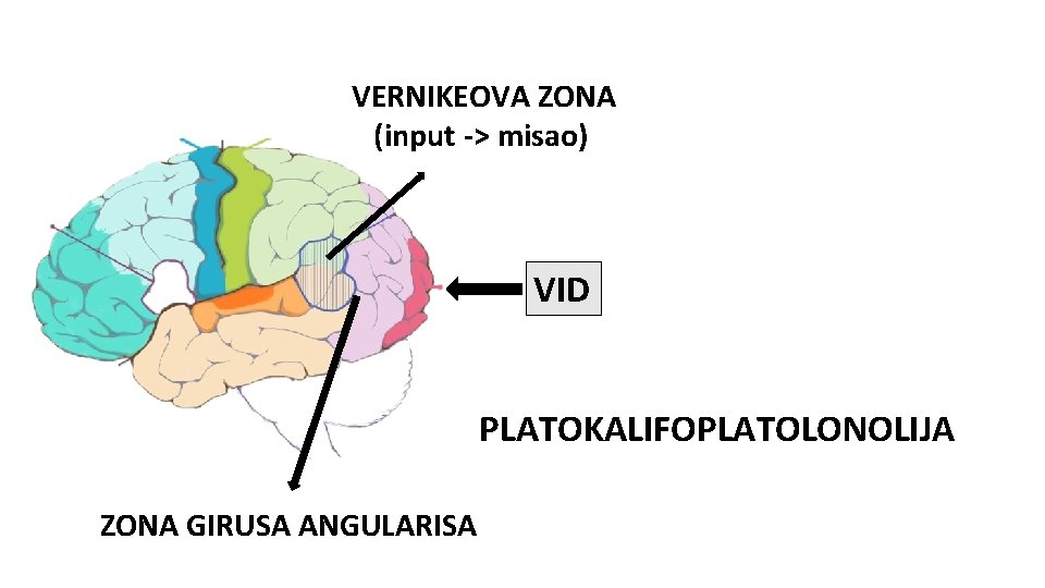 VERNIKEOVA ZONA (input -> misao) VID PLATOKALIFOPLATOLONOLIJA ZONA GIRUSA ANGULARISA 
