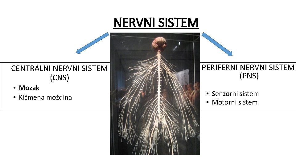 NERVNI SISTEM CENTRALNI NERVNI SISTEM (CNS) • Mozak • Kičmena moždina PERIFERNI NERVNI SISTEM