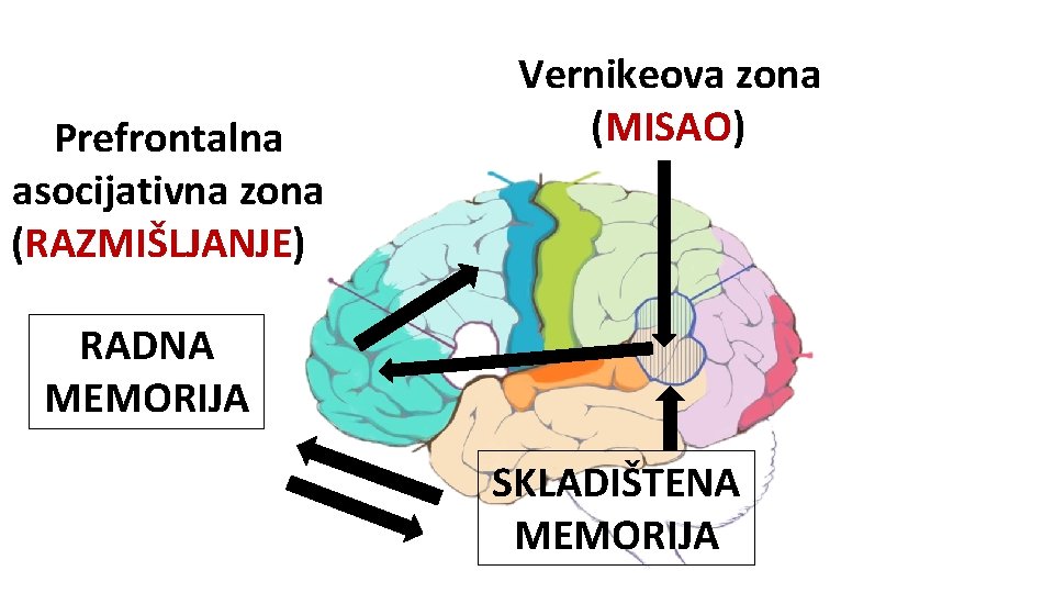 Prefrontalna asocijativna zona (RAZMIŠLJANJE) Vernikeova zona (MISAO) RADNA MEMORIJA SKLADIŠTENA MEMORIJA 