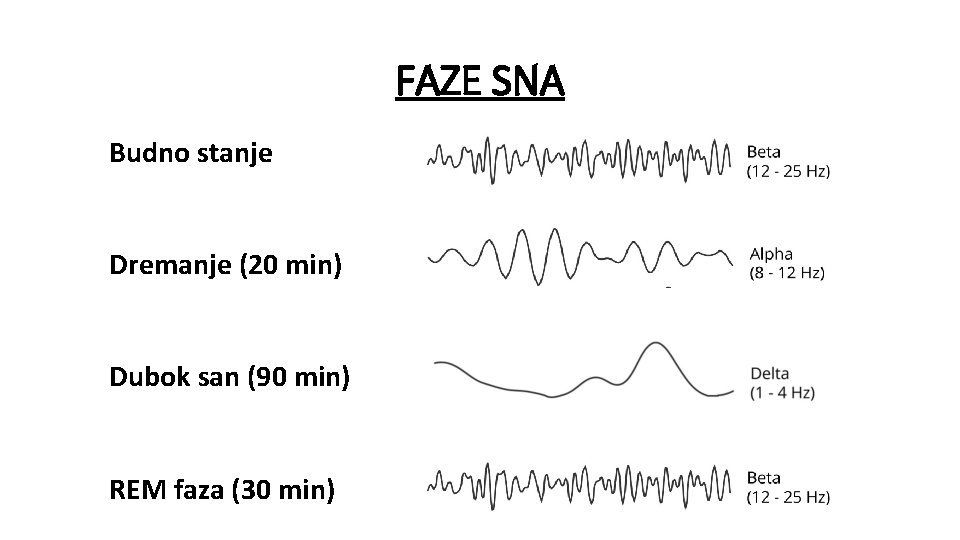 FAZE SNA Budno stanje Dremanje (20 min) Dubok san (90 min) REM faza (30