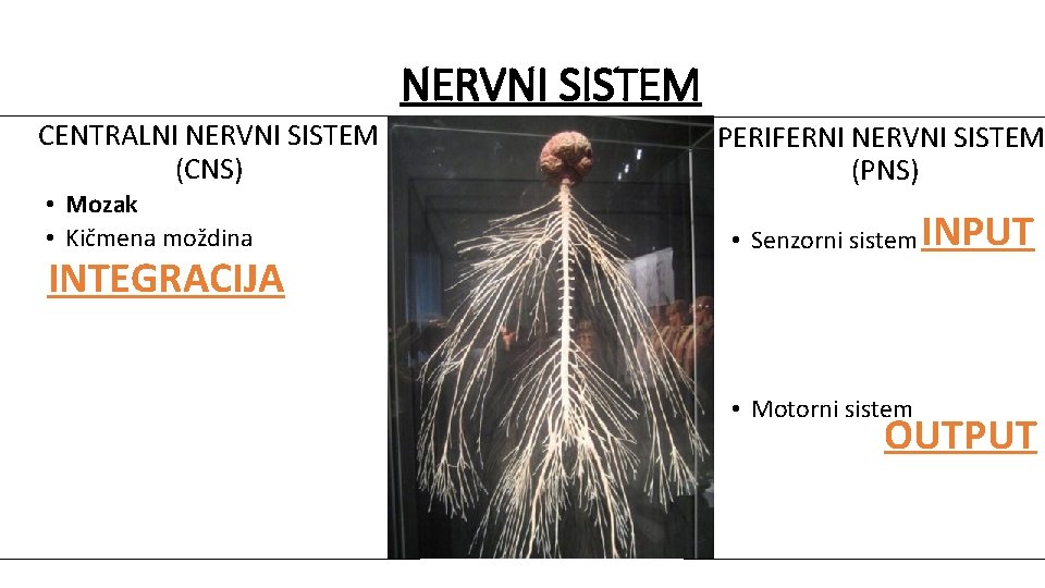 NERVNI SISTEM CENTRALNI NERVNI SISTEM (CNS) • Mozak • Kičmena moždina INTEGRACIJA PERIFERNI NERVNI