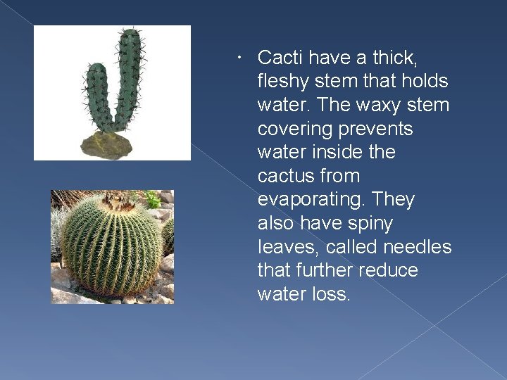  Cacti have a thick, fleshy stem that holds water. The waxy stem covering