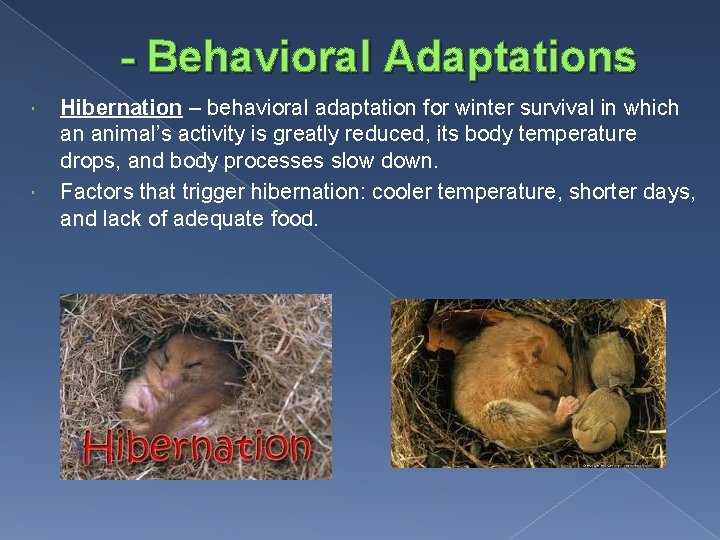 - Behavioral Adaptations Hibernation – behavioral adaptation for winter survival in which an animal’s