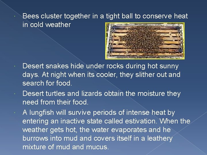  Bees cluster together in a tight ball to conserve heat in cold weather