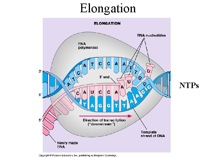 Elongation NTPs 