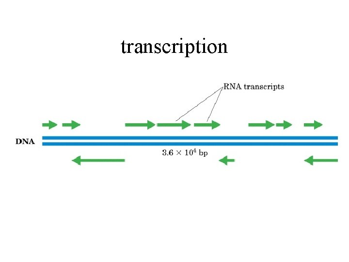 transcription 