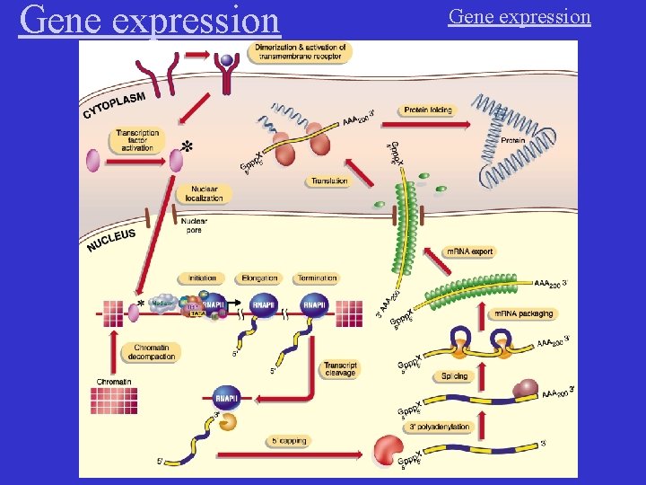 Gene expression 