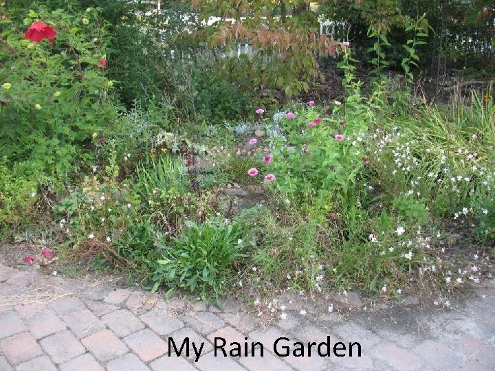 My Rain Garden 