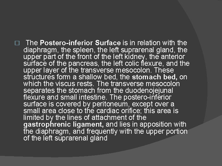 � The Postero-inferior Surface is in relation with the diaphragm, the spleen, the left