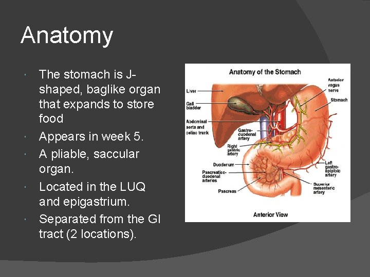Anatomy The stomach is Jshaped, baglike organ that expands to store food Appears in