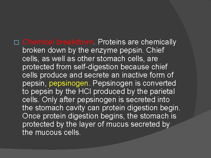 � Chemical breakdown. Proteins are chemically broken down by the enzyme pepsin. Chief cells,