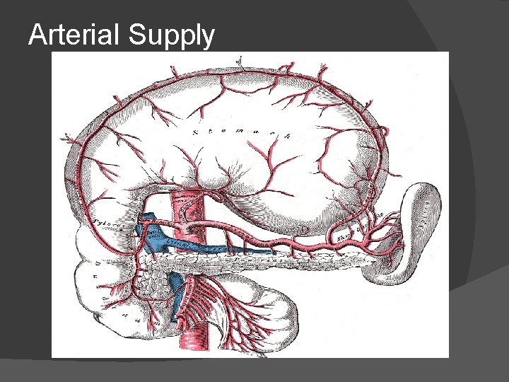 Arterial Supply 