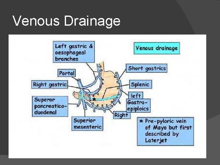 Venous Drainage 