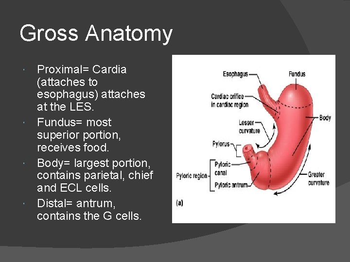 Gross Anatomy Proximal= Cardia (attaches to esophagus) attaches at the LES. Fundus= most superior