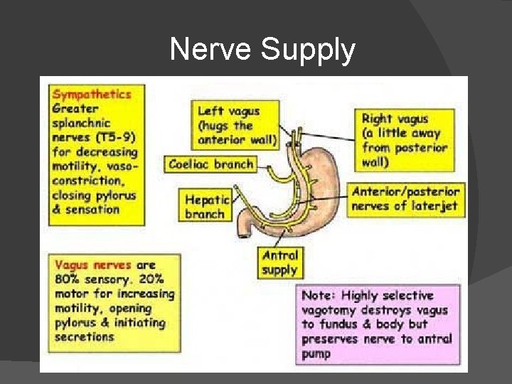 Nerve Supply 