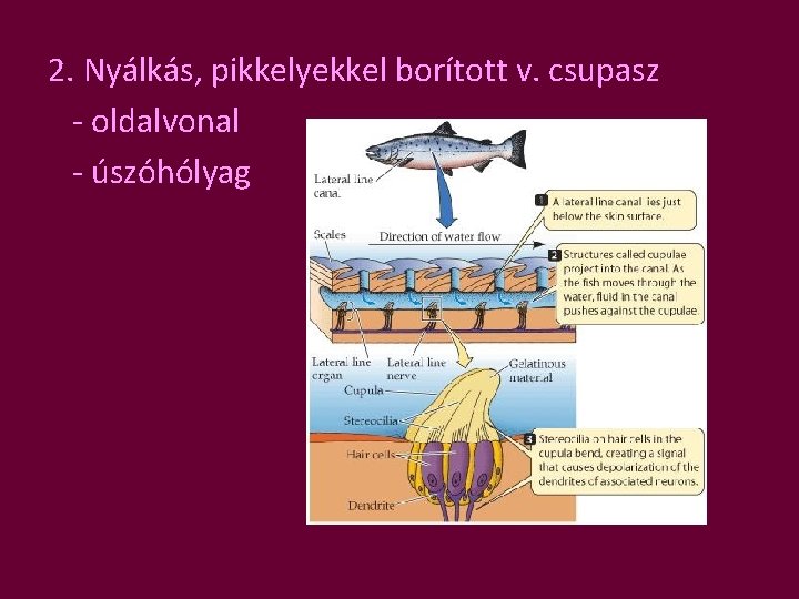 2. Nyálkás, pikkelyekkel borított v. csupasz - oldalvonal - úszóhólyag 