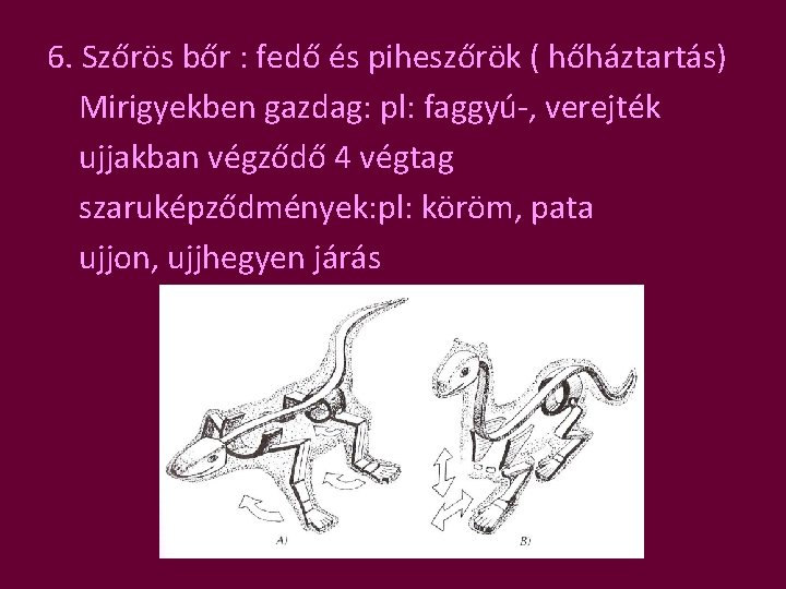 6. Szőrös bőr : fedő és piheszőrök ( hőháztartás) Mirigyekben gazdag: pl: faggyú-, verejték