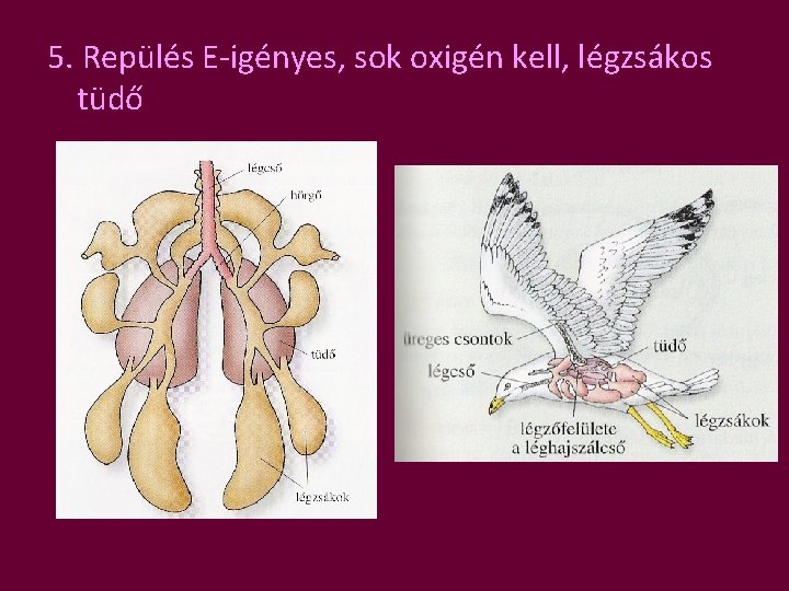 5. Repülés E-igényes, sok oxigén kell, légzsákos tüdő 