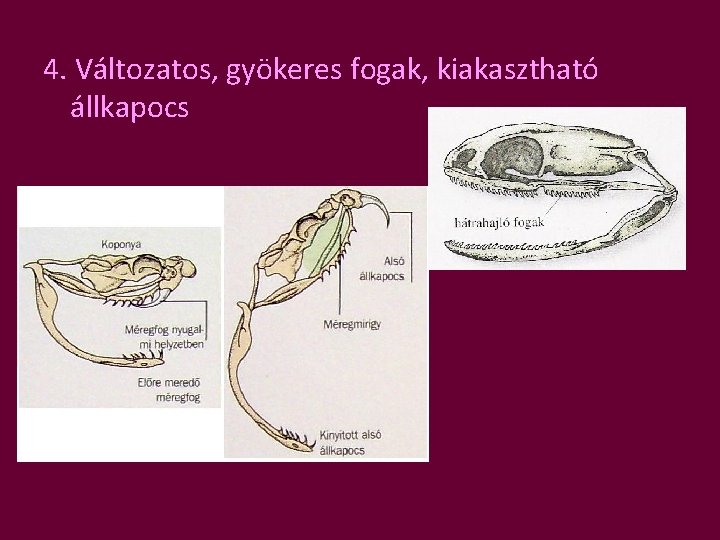 4. Változatos, gyökeres fogak, kiakasztható állkapocs 