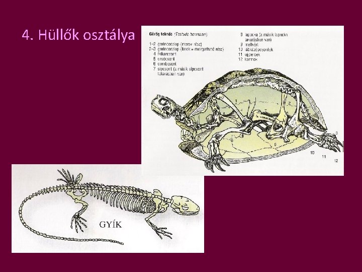 4. Hüllők osztálya 