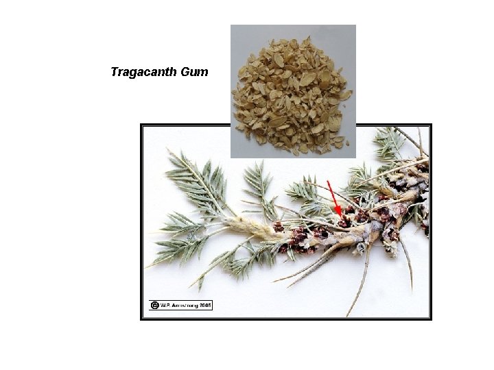 Tragacanth Gum 