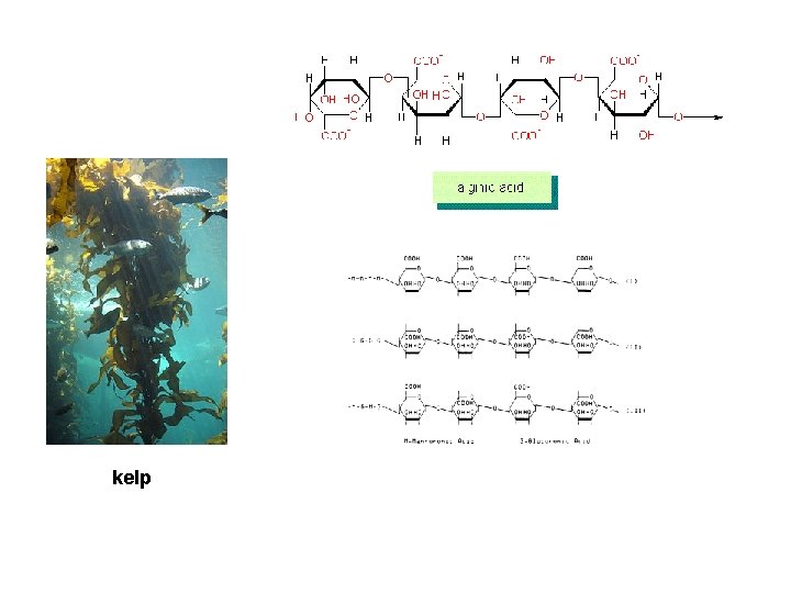  kelp 