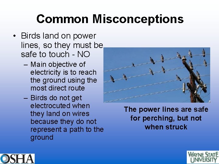 Common Misconceptions • Birds land on power lines, so they must be safe to