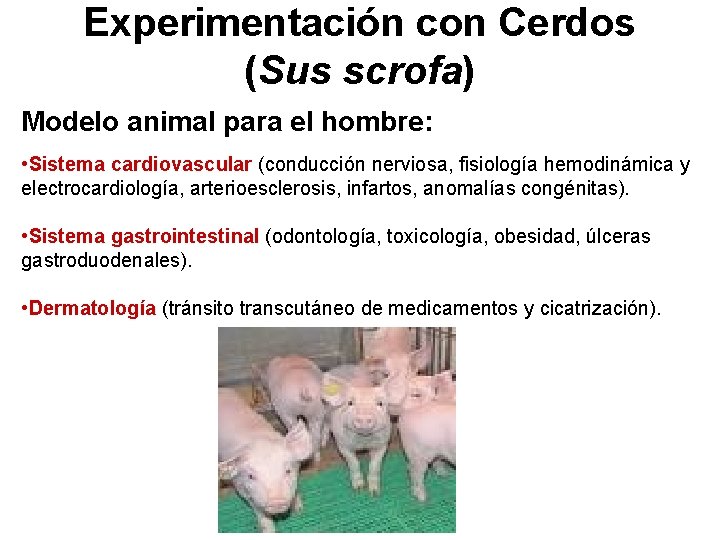 Experimentación con Cerdos (Sus scrofa) Modelo animal para el hombre: • Sistema cardiovascular (conducción