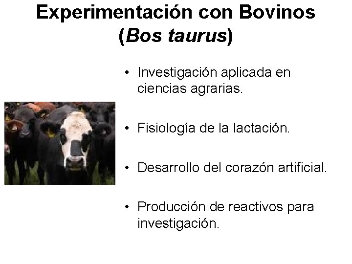 Experimentación con Bovinos (Bos taurus) • Investigación aplicada en ciencias agrarias. • Fisiología de