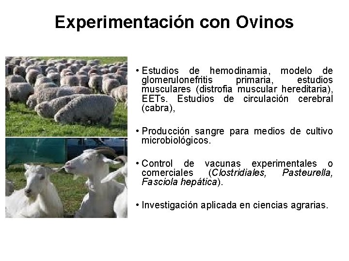 Experimentación con Ovinos • Estudios de hemodinamia, modelo de glomerulonefritis primaria, estudios musculares (distrofia