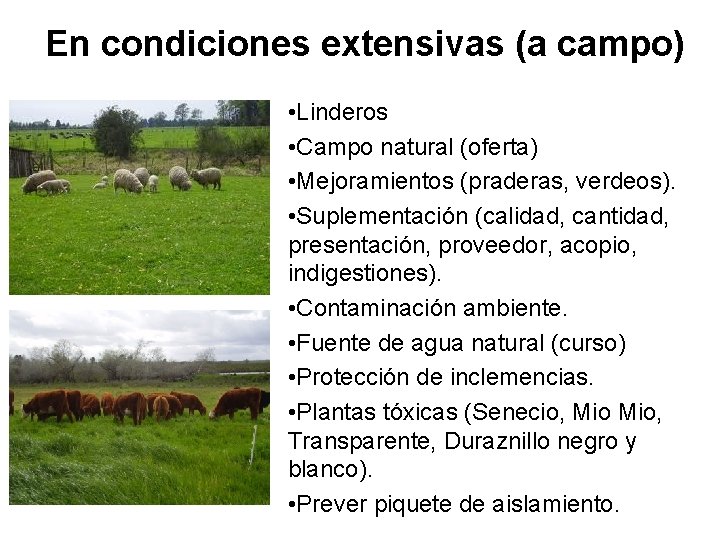 En condiciones extensivas (a campo) • Linderos • Campo natural (oferta) • Mejoramientos (praderas,