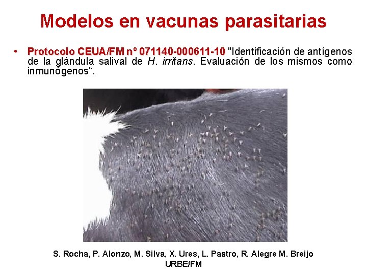 Modelos en vacunas parasitarias • Protocolo CEUA/FM nº 071140 -000611 -10 "Identificación de antígenos