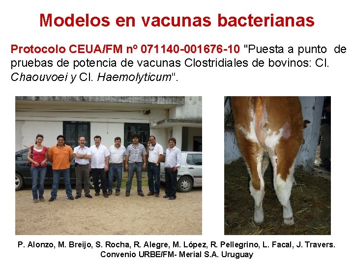 Modelos en vacunas bacterianas Protocolo CEUA/FM nº 071140 -001676 -10 "Puesta a punto de