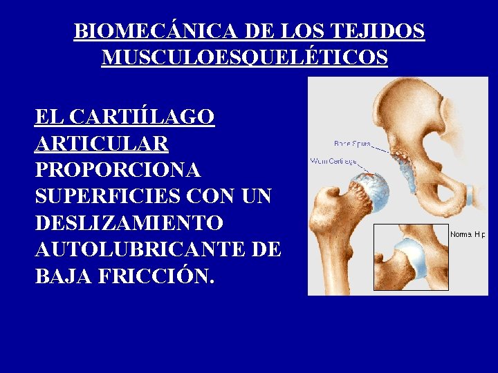 BIOMECÁNICA DE LOS TEJIDOS MUSCULOESQUELÉTICOS EL CARTIÍLAGO ARTICULAR PROPORCIONA SUPERFICIES CON UN DESLIZAMIENTO AUTOLUBRICANTE