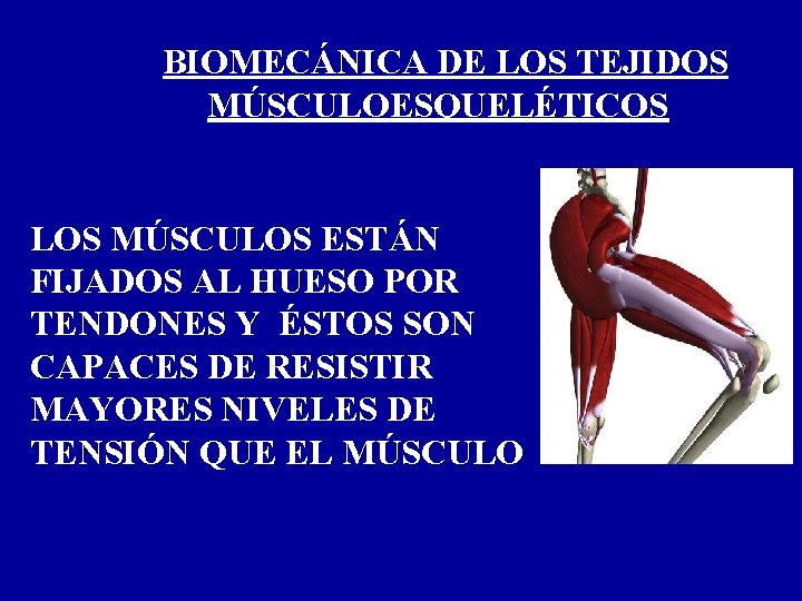 BIOMECÁNICA DE LOS TEJIDOS MÚSCULOESQUELÉTICOS LOS MÚSCULOS ESTÁN FIJADOS AL HUESO POR TENDONES Y