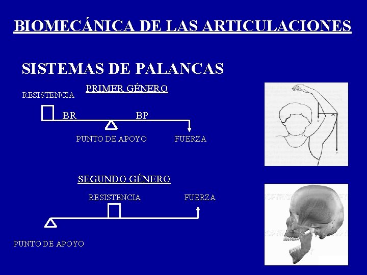 BIOMECÁNICA DE LAS ARTICULACIONES SISTEMAS DE PALANCAS PRIMER GÉNERO RESISTENCIA BR BP PUNTO DE