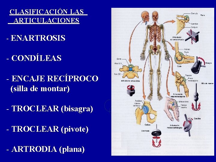 CLASIFICACIÓN LAS ARTICULACIONES - ENARTROSIS - CONDÍLEAS - ENCAJE RECÍPROCO (silla de montar) -