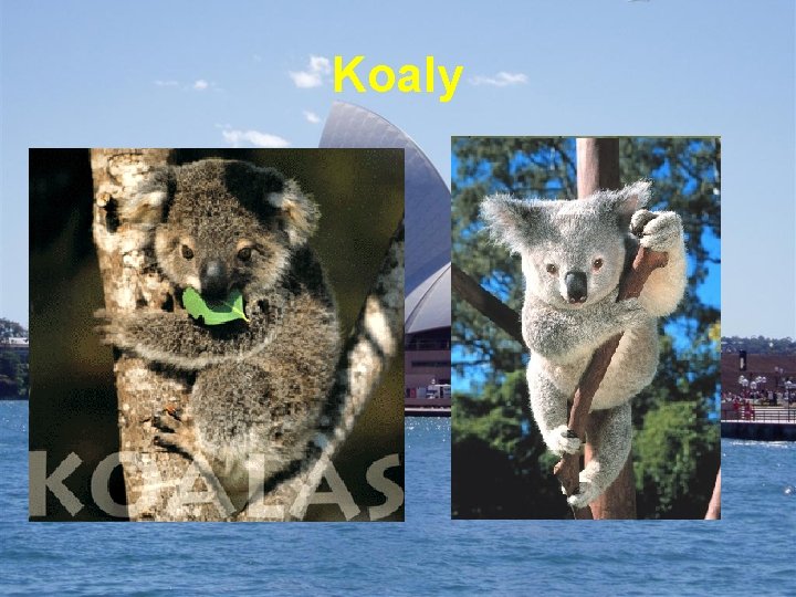 Koaly 