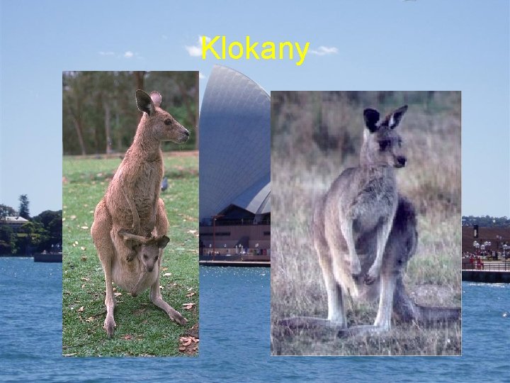 Klokany 