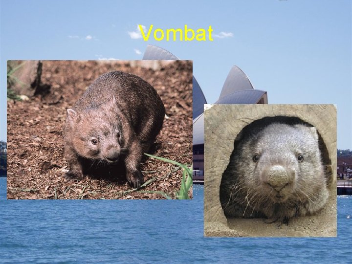 Vombat 