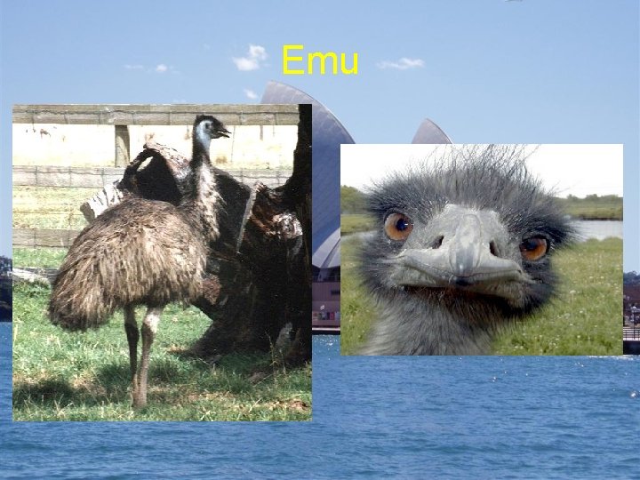 Emu 