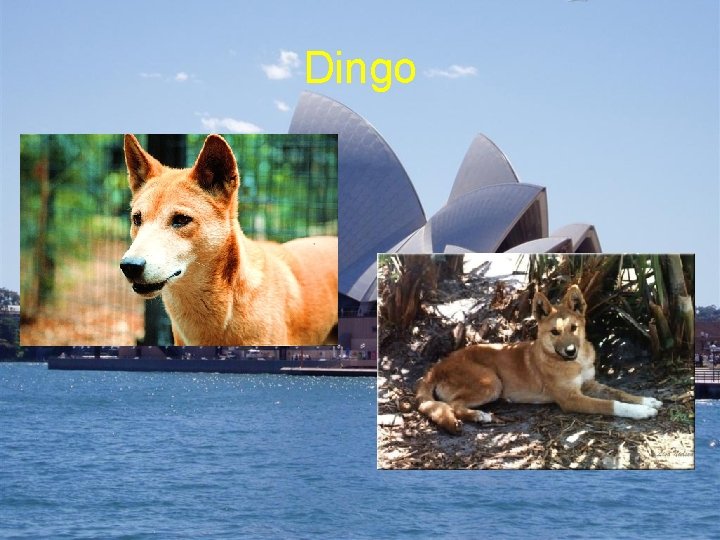 Dingo 