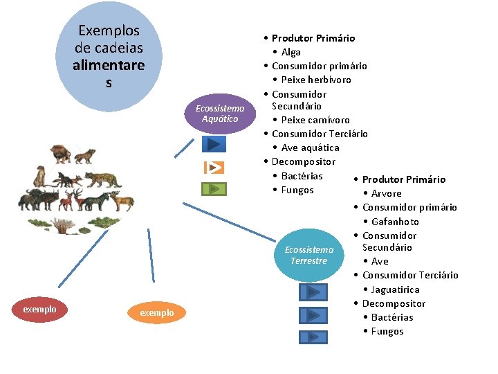 Exemplos de cadeias alimentare s Ecossistema Aquático • Produtor Primário • Alga • Consumidor