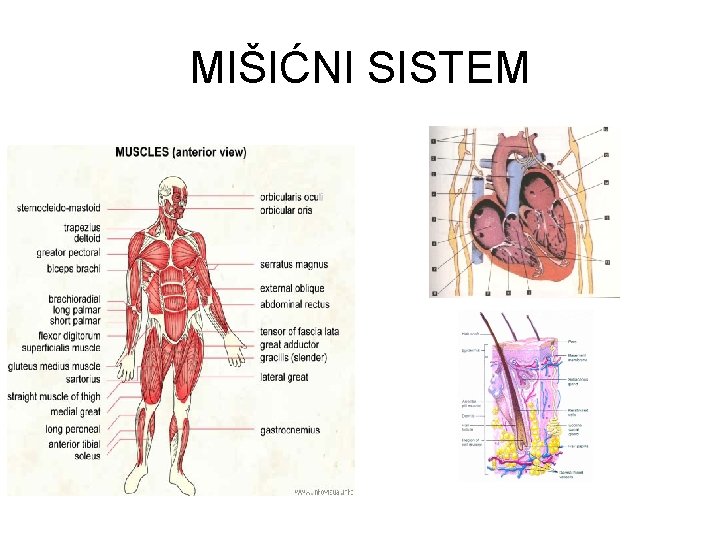 MIŠIĆNI SISTEM 