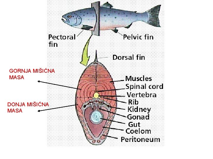 GORNJA MIŠIĆNA MASA DONJA MIŠIĆNA MASA 