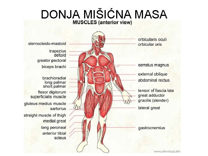 DONJA MIŠIĆNA MASA 