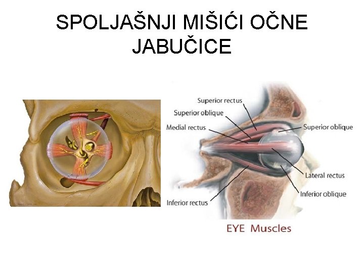 SPOLJAŠNJI MIŠIĆI OČNE JABUČICE 