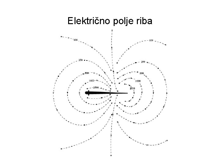 Električno polje riba 